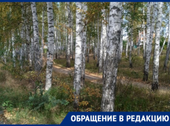 «Помогите! Администрация подготовила все для вырубки!»: воронежцы бьют в набат 