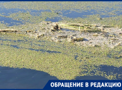 «Местные жители в шоке», - на видео попало, как река Воронеж превратилась в болото