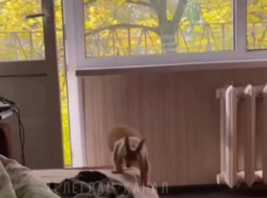 Утренняя белочка пришла к воронежцу