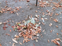 Печальная судьба постигла «Петровский дуб», высаженный с пафосом в Воронеже