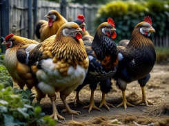 Как подготовить курятник к зиме: 8 способов