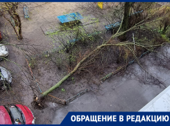 Огромное дерево рухнуло у детской площадки в Воронеже 