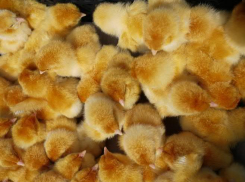 В Воронежской области мужчины пытались украсть 650 цыплят