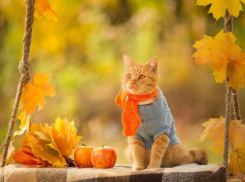 Сколько продлится в Воронеже октябрьское бабье лето