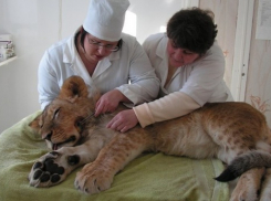 Воронежские ветеринары спасли циркового львенка