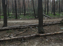 Воронежцы сообщили о массовой гибели деревьев в Северном лесу