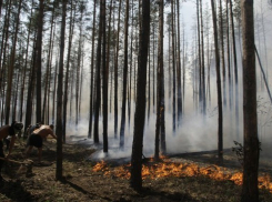 В Воронежской области горит лес