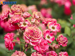 Августа Луиза больше всех понравилась воронежским чиновникам 