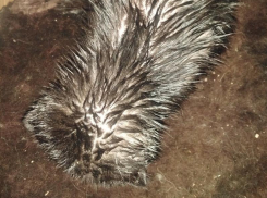 Процесс спасения кота после отравления соляркой описала жительница Воронежа 