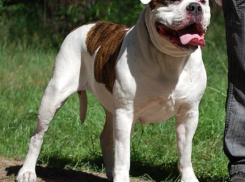 Пенсионерка отсудила 40 тысяч за нападение собаки