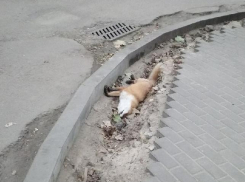 Мертвую лису обнаружили в самом центре Воронежа