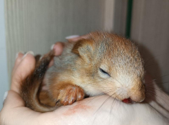 Двух 35-дневных малышей нашли в популярном воронежском парке