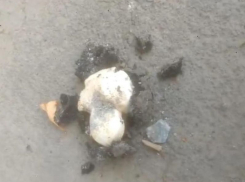 Грибы пробили асфальт у администрации под Воронежем