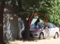 Бродячие псы атакуют людей с крыши машины в Воронеже