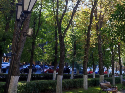 Где незаконно белят деревья в Воронеже