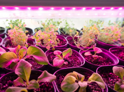 Как выбирают фитолампы продвинутые садоводы