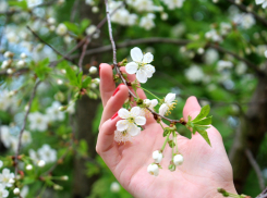 Апрельская жара ворвется в Воронежскую область