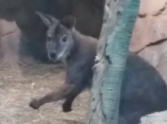 Древесного кенгуру показали на видео в Воронеже