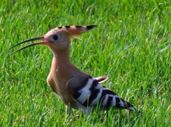 Хоперский заповедник объявил для школьников конкурс «Маленький пушистик»