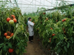 В Воронежской области анонсировали строительство тепличного комплекса