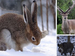 Воронежские инспекторы отобрали у браконьеров благородного оленя, зайца-русака и кабана