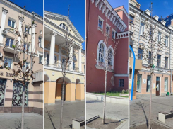 На проспекте Революции снова засохли молодые клены – на этот раз большинство