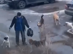 Собаковод отбился от нападения агрессивных дворняг в Воронеже