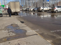 Засунули в пакет и скинули с окна: вопиющий случай жестокости произошел в Воронеже