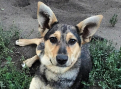 Воронежцы против создания приюта для бездомных собак недалеко от детского сада