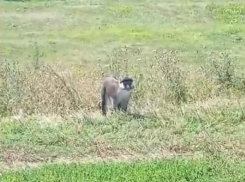 Обезьяну встретили в необычном месте в Воронежской области
