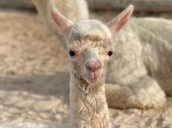 Новый малыш появился на свет в альпака-парке под Воронежем