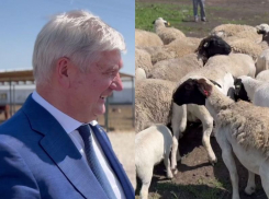 Гусева со стадом баранов записали на видео в Воронежской области