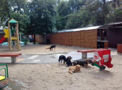 Собаки отобрали парк с детской площадкой у жителей Воронежа