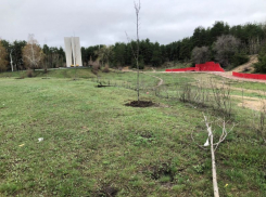 Деревья без корней обнаружили рядом с воинским мемориалом в Воронеже