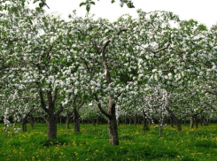 Воронежцев позвали обсудить застройку яблоневых садов
