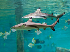 13 лет под одной крышей. Воронежский океанариум отмечает день рождения 