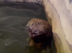 Воронежский бобер прихорашивается в ожидании встречи с резидентами “Камеди”