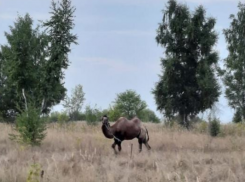 Самостоятельного верблюда заметили в поле под Воронежем