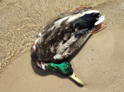 Экологи рассказали об итогах проверки места массовой гибели птиц в Воронеже