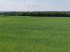 «Навоз и ныне там»: есть ли жидкая альтернатива гранулированным удобрениям