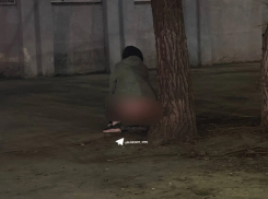 Собаки проиграли воронежанке конкуренцию за дерево