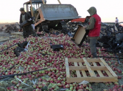 На полигоне под Воронежем раздавили больше 2 тонн испанских яблок