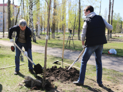 Воронежские власти рассказали о реконструкции сквера «Чайка» на Машмете