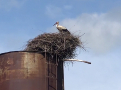  Удивительно величественные птицы поселились у дороги в Воронежской области 