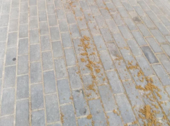«На кой чёрт?»: издевательством назвали обработку тротуара в Воронеже