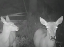 Забавную боязливость воронежских оленей показали на видео