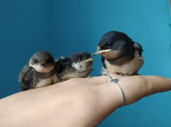 Более 30 ласточек спасли от страшной гибели в Воронежской области