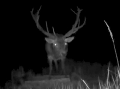 Удивительная жизнь копытных в воронежских лесах попала на видео