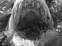Каких чудищ вылавливали из воронежских водоемов