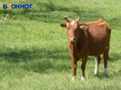 Крупный рогатый скот «идёт под нож» воронежских аграриев